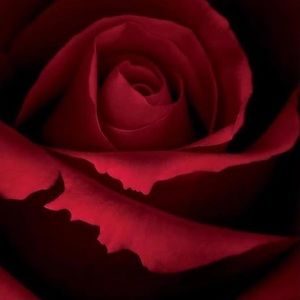 Meet your Posher, Bridgette